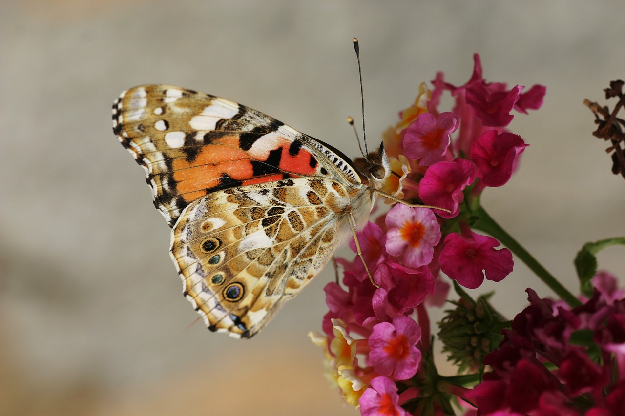 Image - butterfly moth insect macro