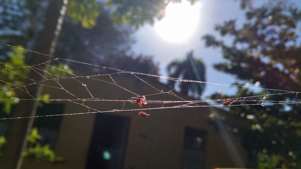 Image - outback country spiderweb insects