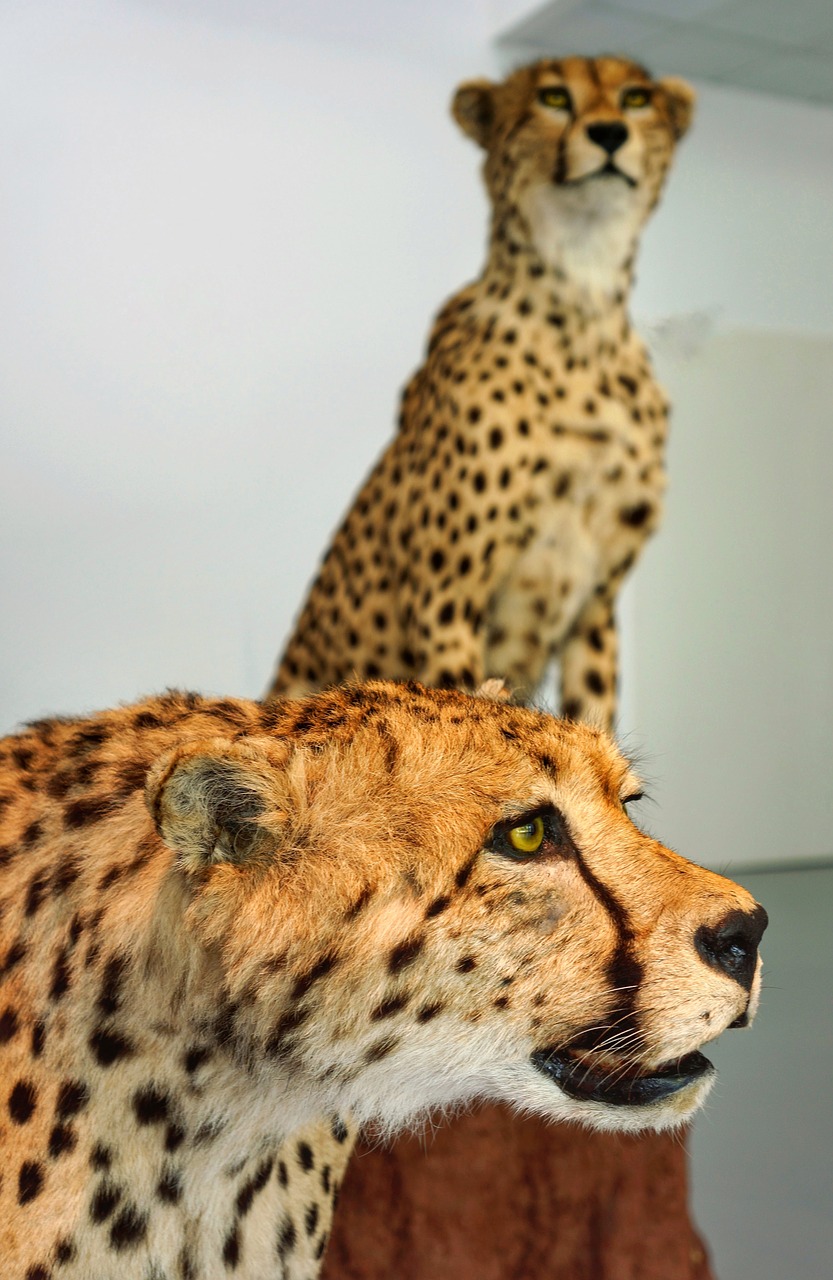 Image - leopards life size animals display
