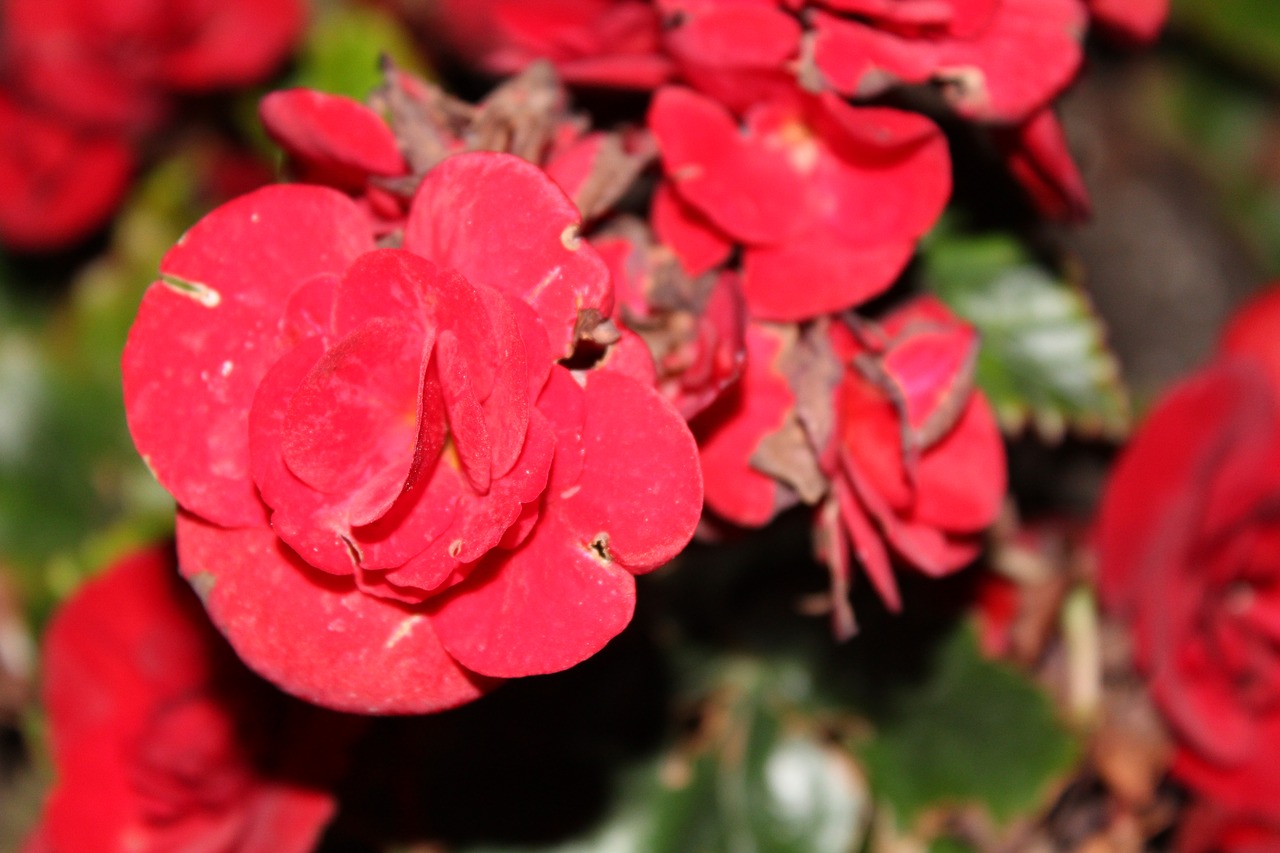 Image - red flowers flowers night shot
