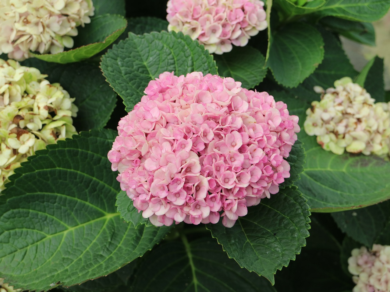 Image - jeju island hydrangea pink flower