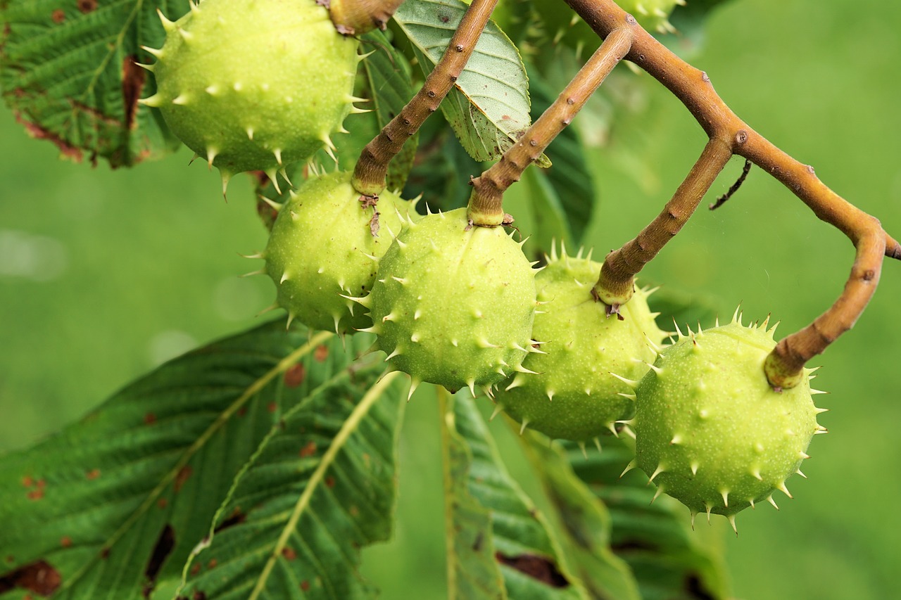 Image - chestnut tree leaves chestnut tree