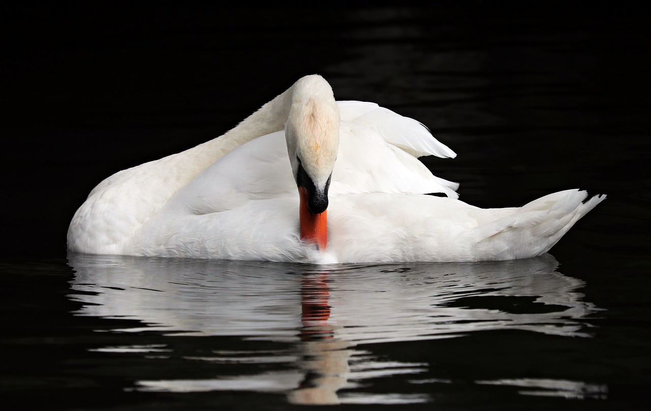 Image - belgium bruges swan romantic