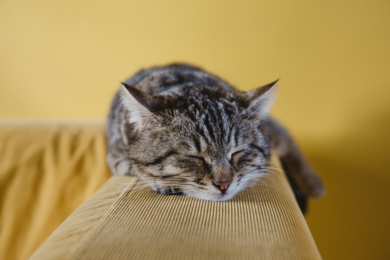Image - cat cute animal couch sofa