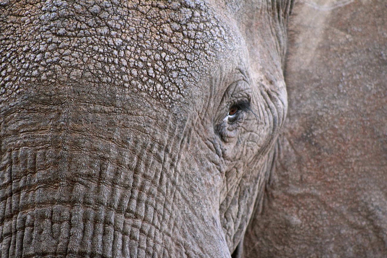 Image - elephant animal wildlife close up