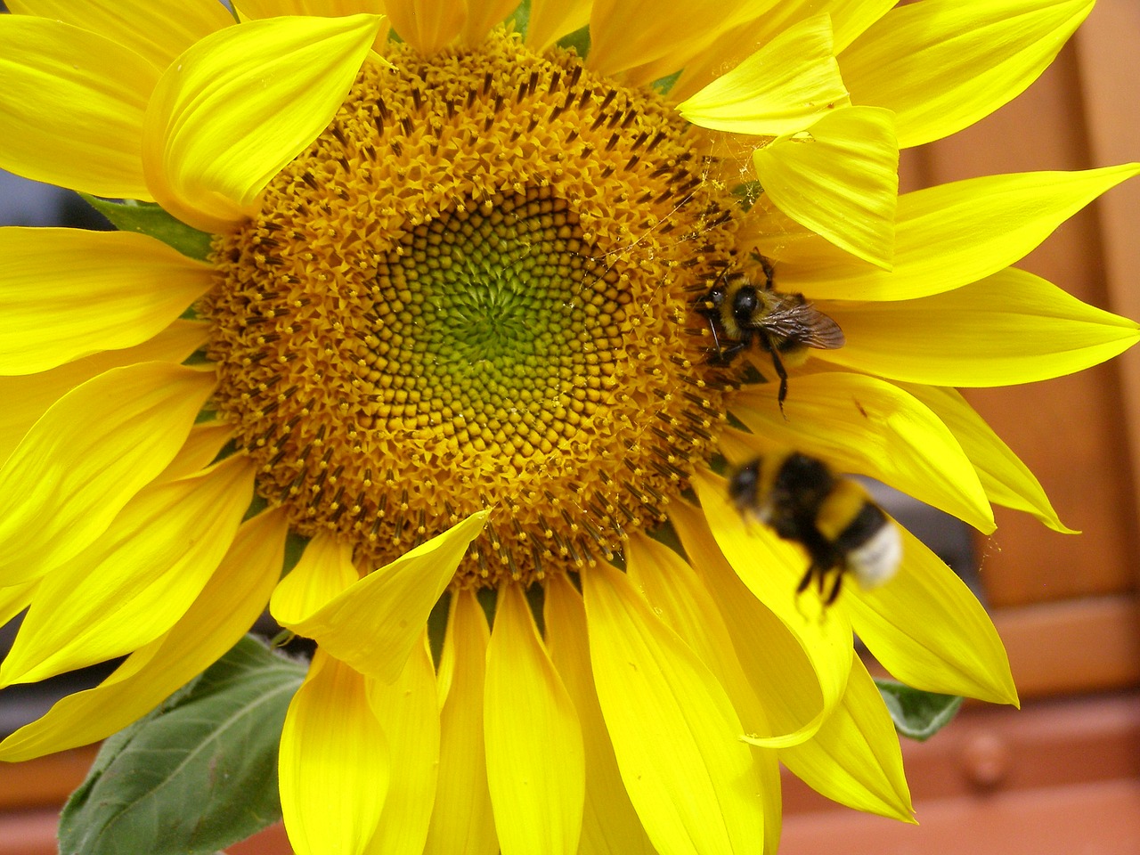 Image - sunflower yellow summer plant