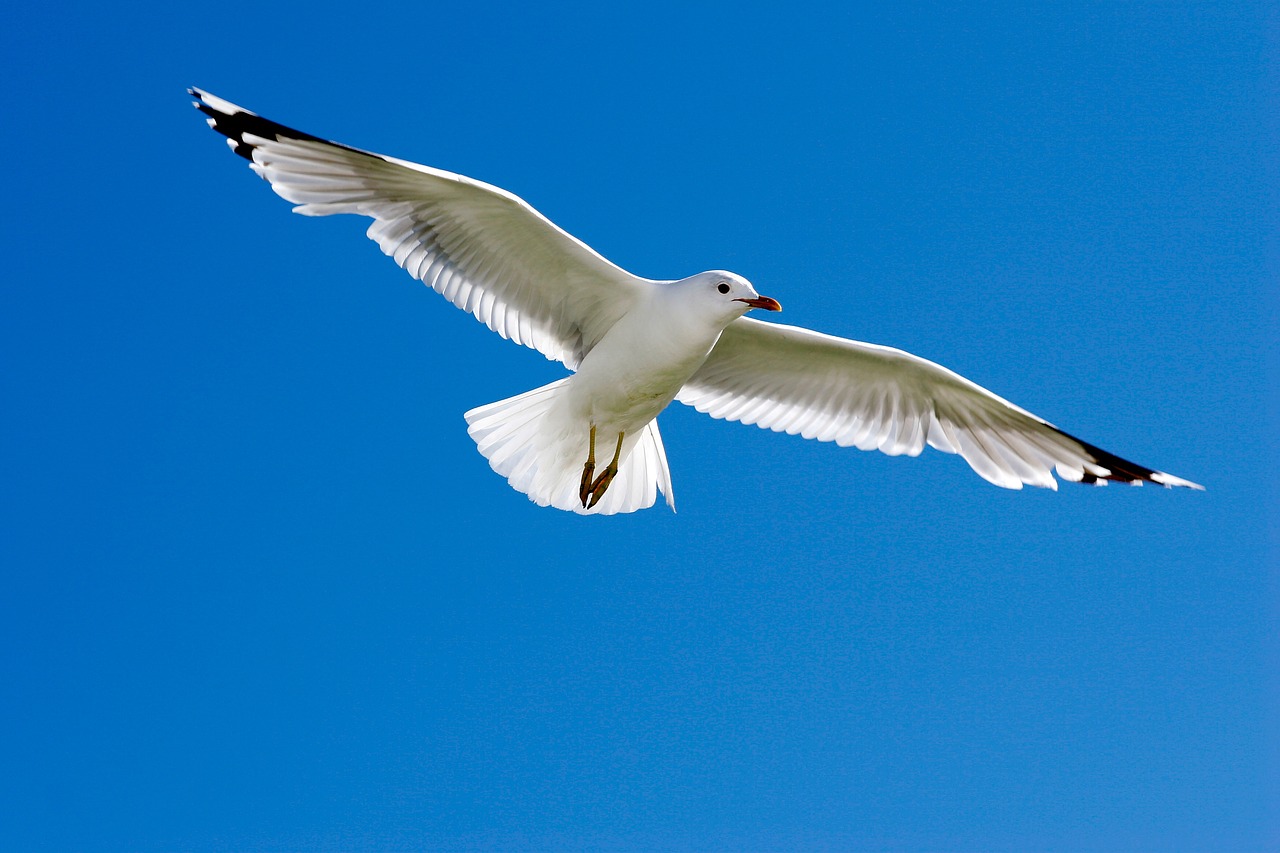Image - clouds sky bird dove white wings