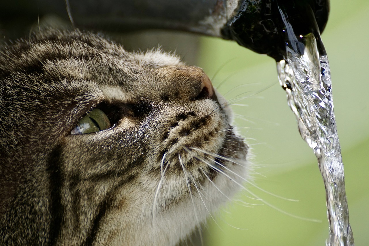 Image - cat getiegert tiger fur cute eyes