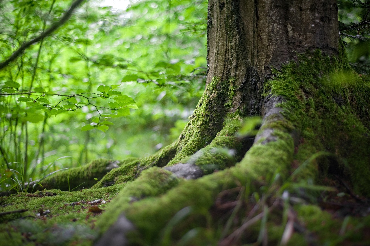 Image - forest root tree green plant moss
