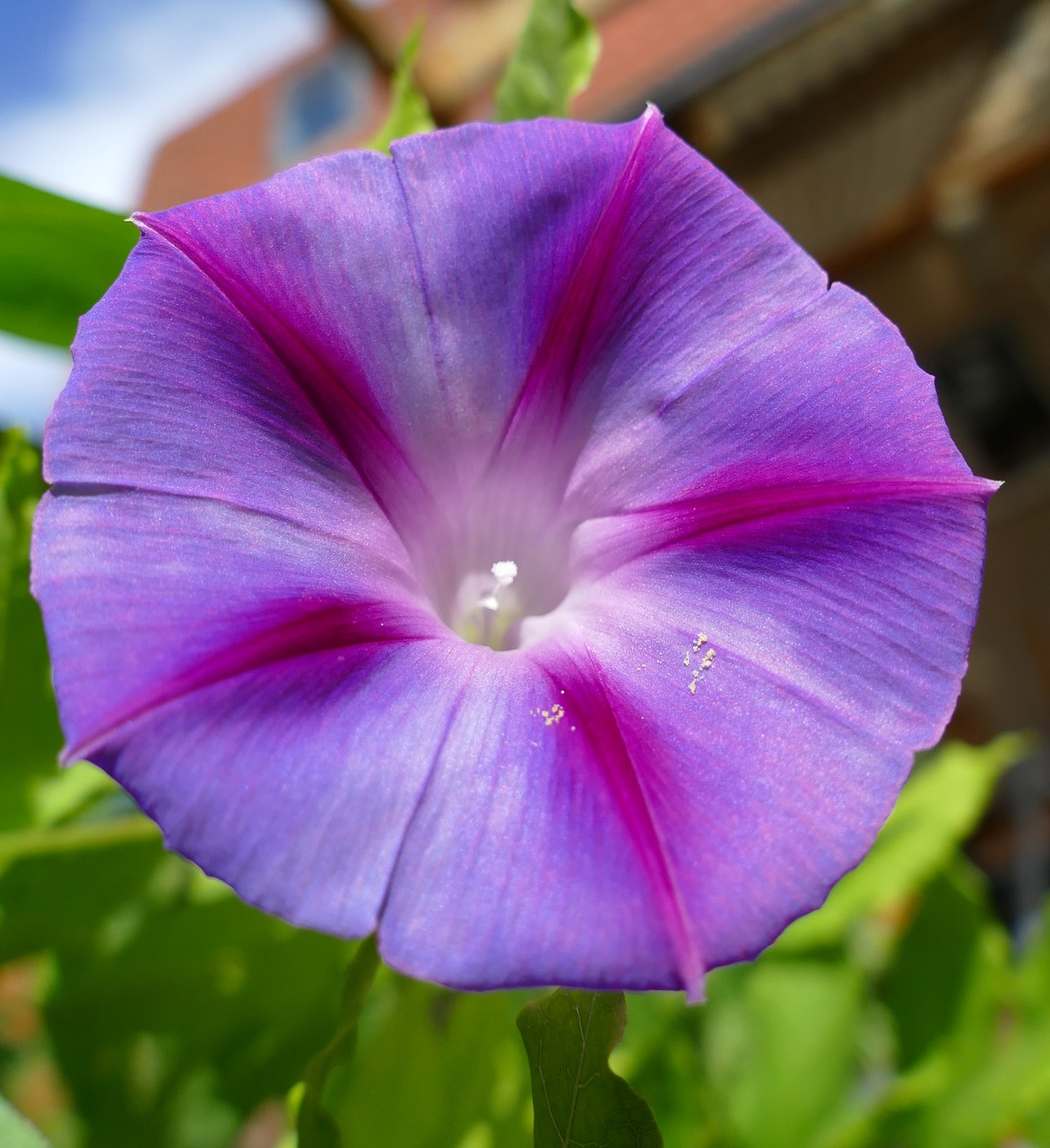 Image - morning glory precious winds purple