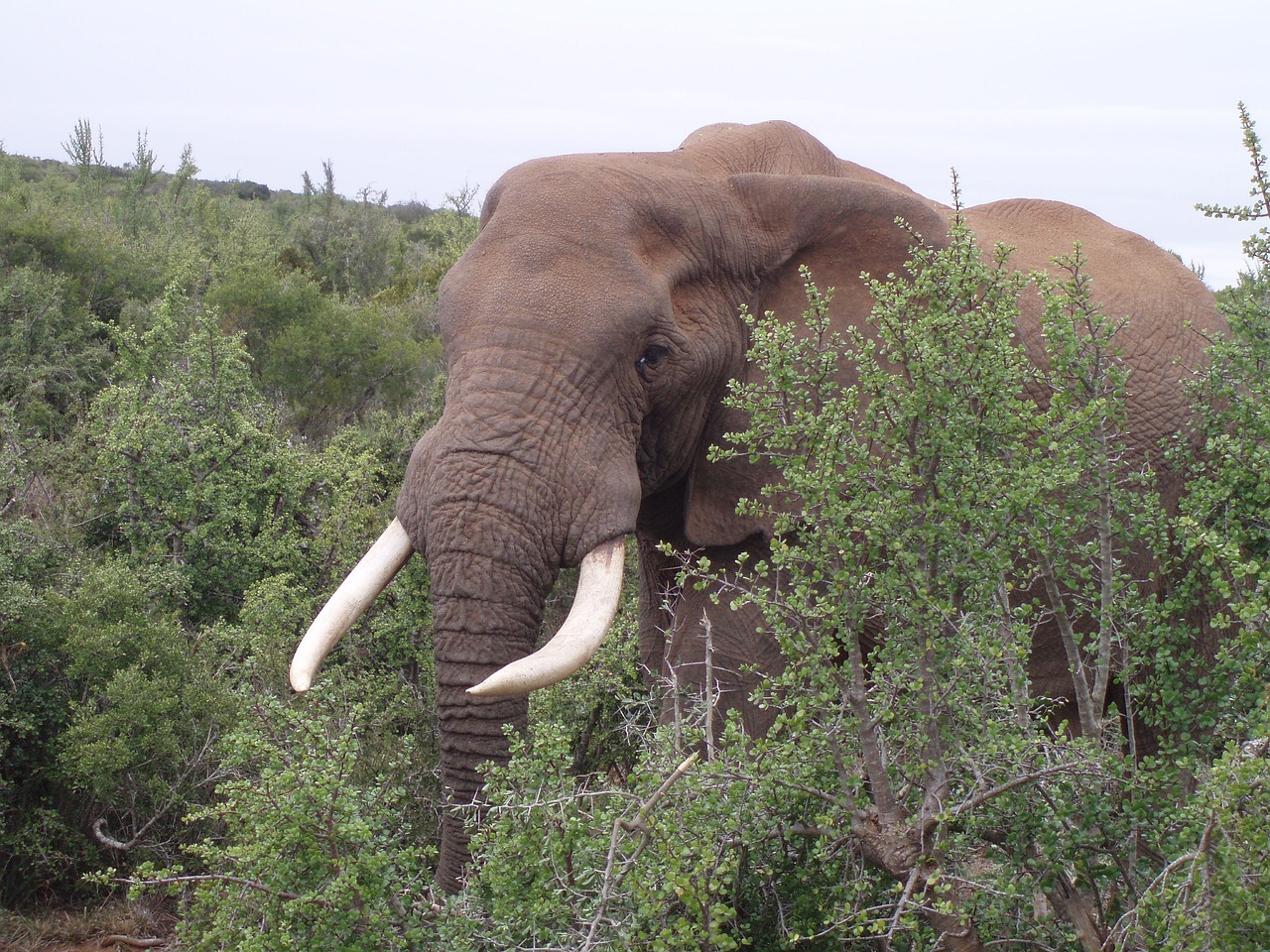 Image - olifant zuid afrika wild park