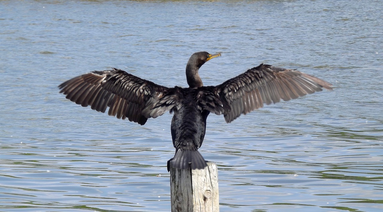 Image - fauna birds wild cormorant black