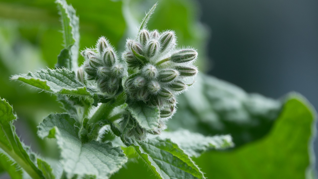 Image - borage borago officinalis plant