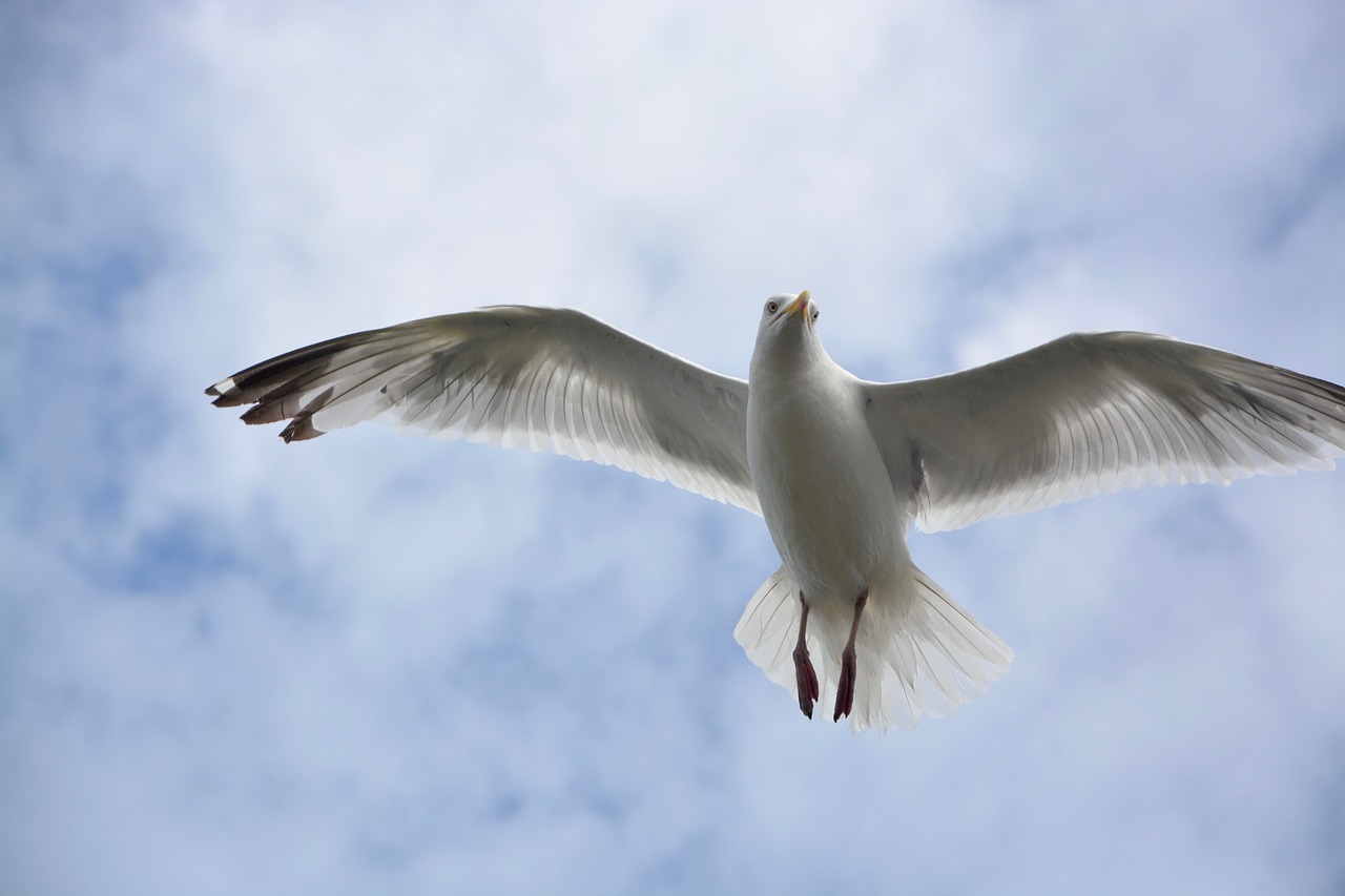Image - gull head face look seabird sea