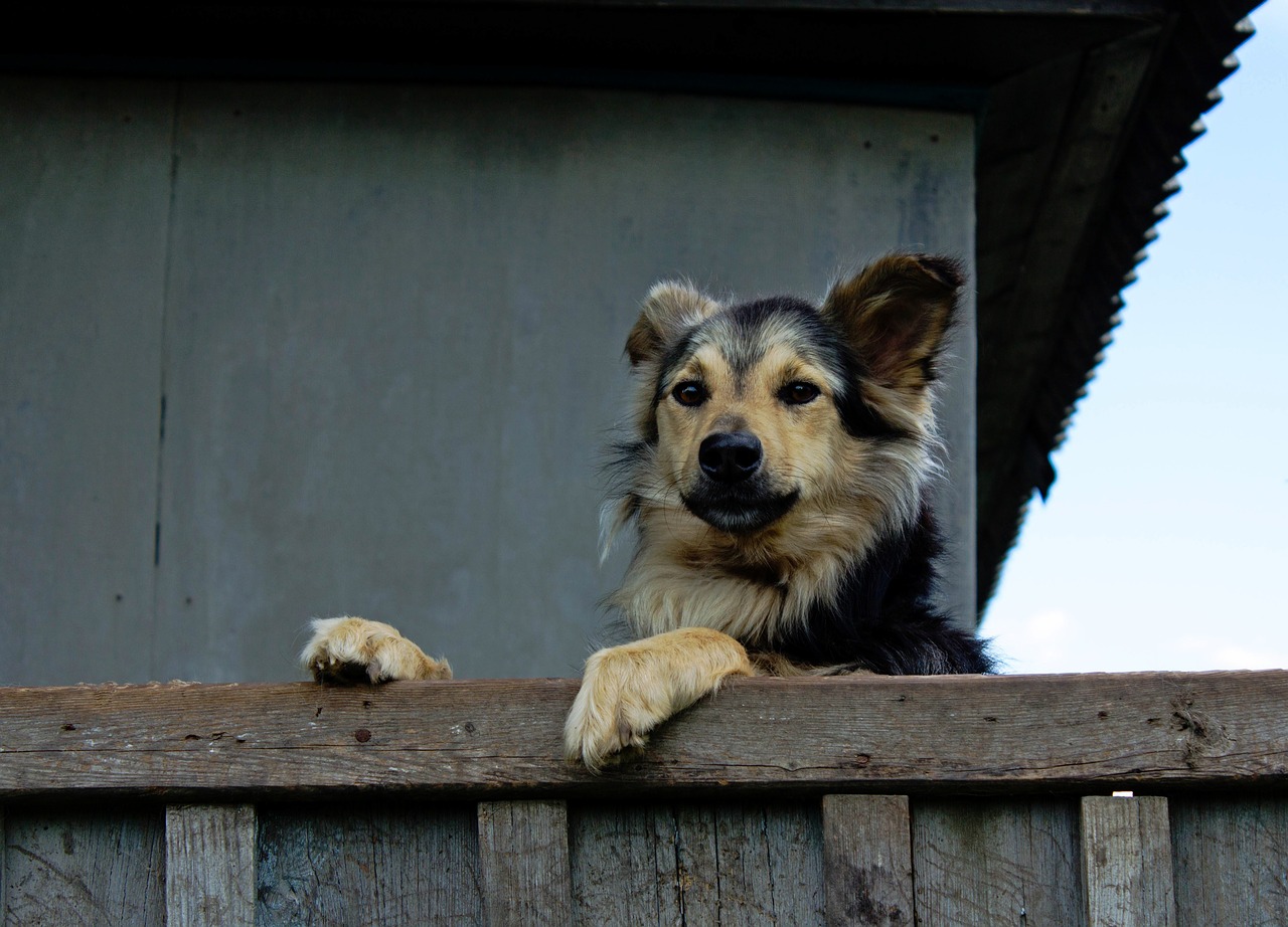 Image - house fence dog