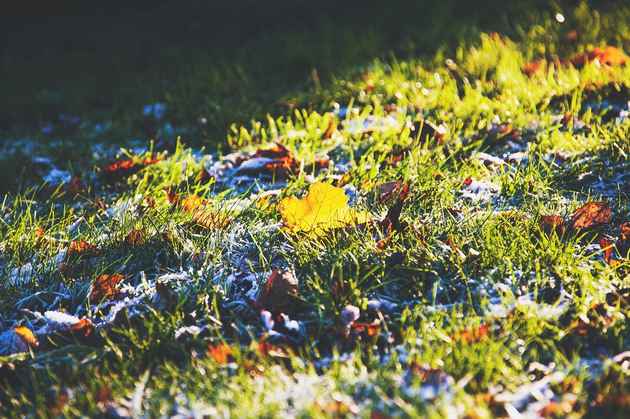 Image - green grass leaves ground frost