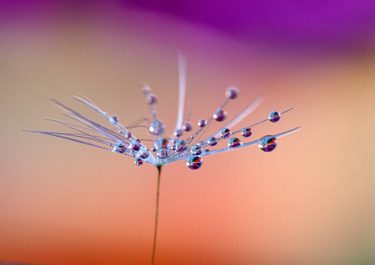 Image - dandelion drops plant macro