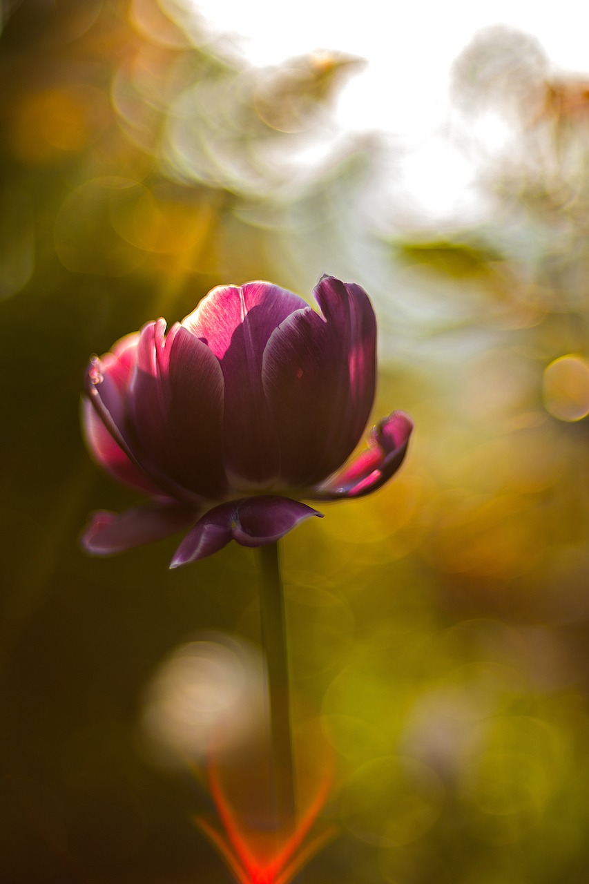 Image - flower sunrise nature landscape