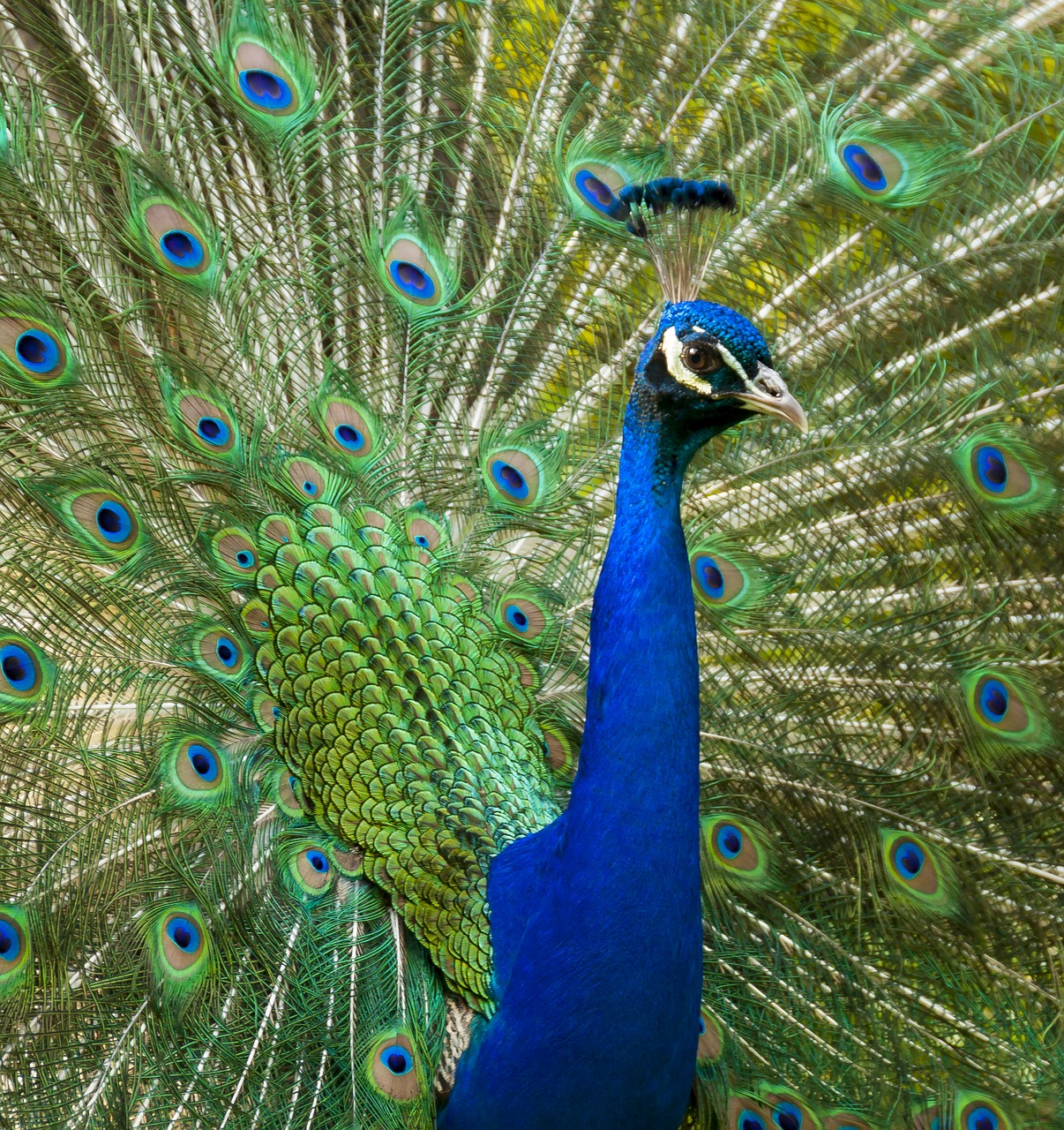 Image - peacock bird pride feather animal