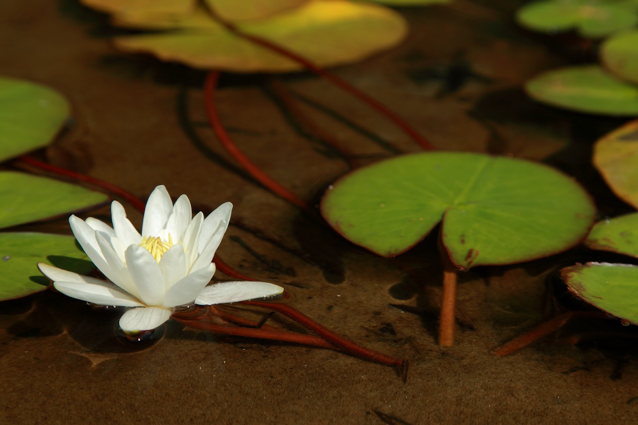 Image - water lily flower water lily leaf