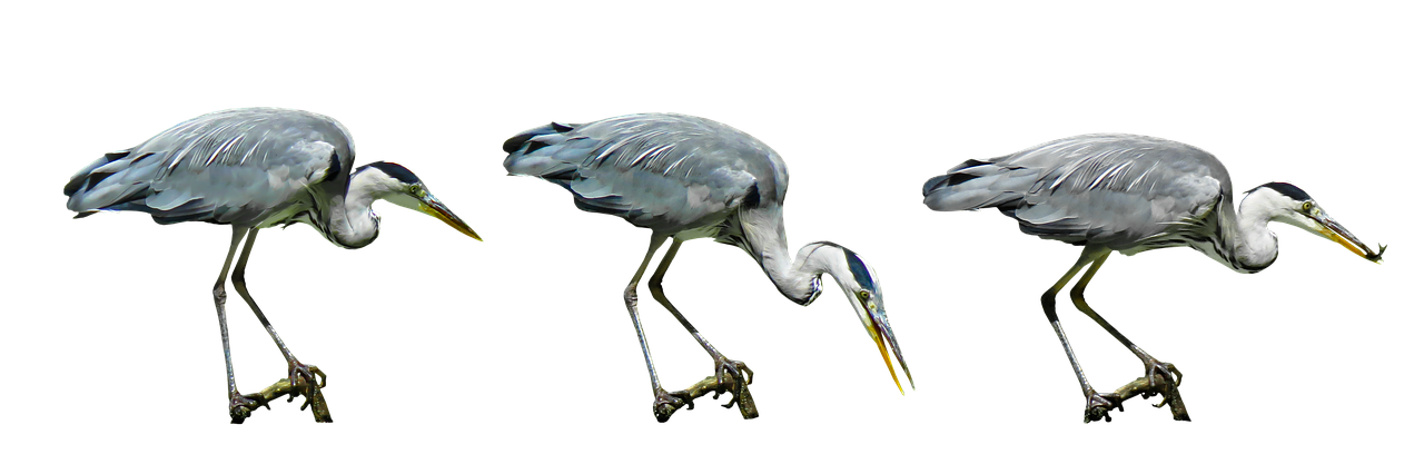 Image - nature bird heron water bird hunt