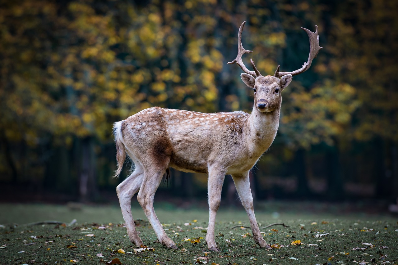Image - nature roe deer forest fallow deer