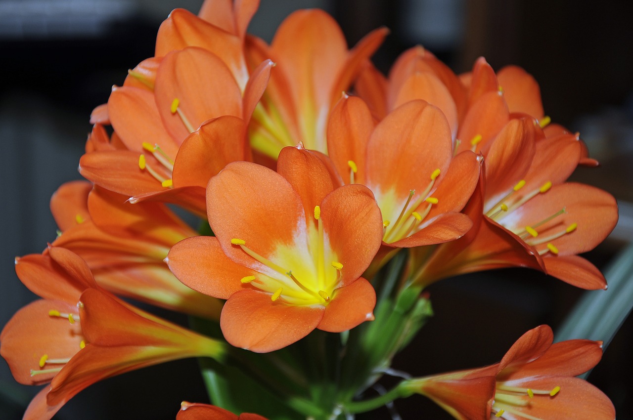 Image - clievie flower plant blossom bloom