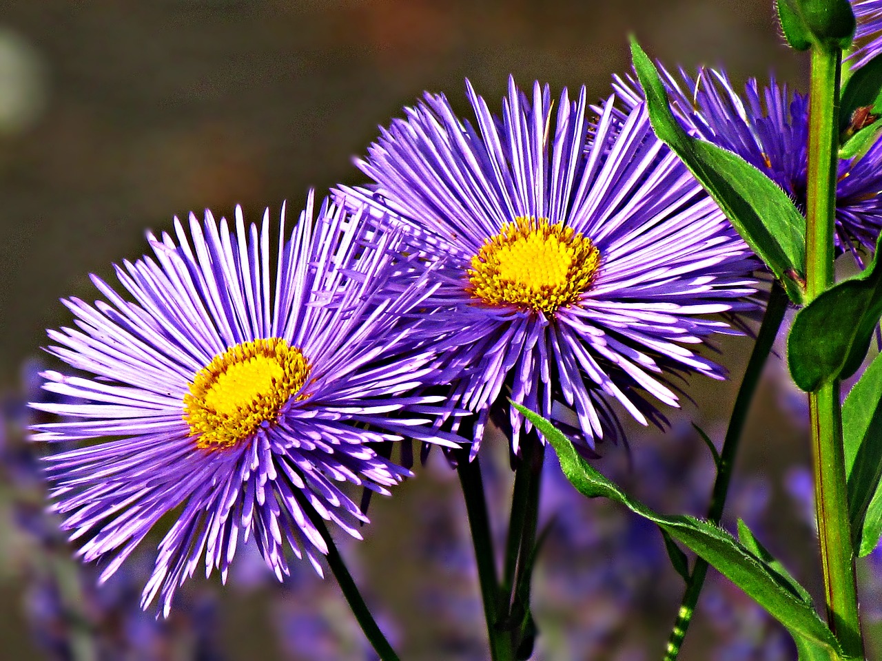 Image - flower aster astra nature garden