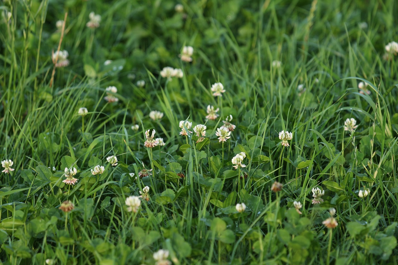 Image - meadow klee grass green red clover