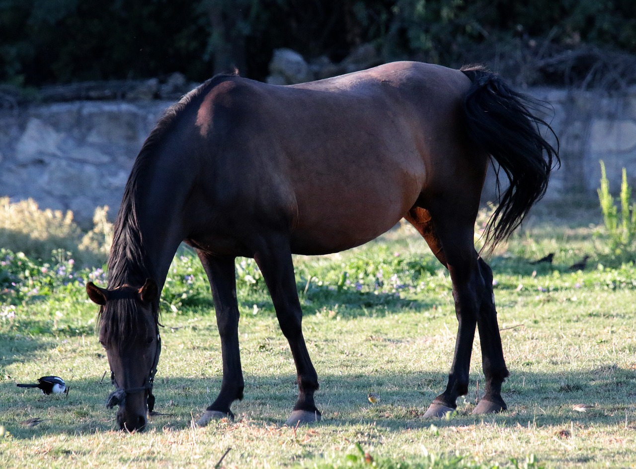 Image - horse mare magpie finch field
