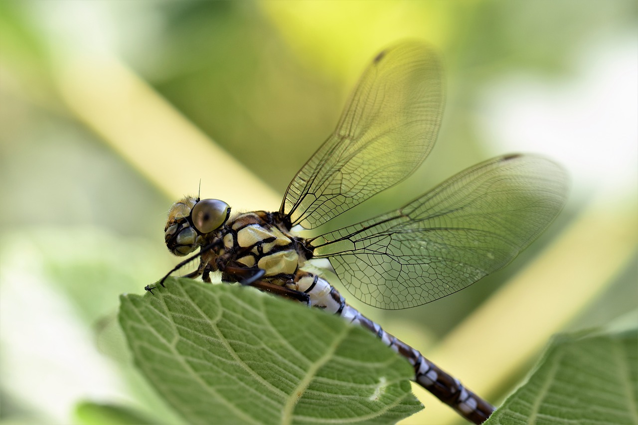 Image - dragonfly animal insect nature