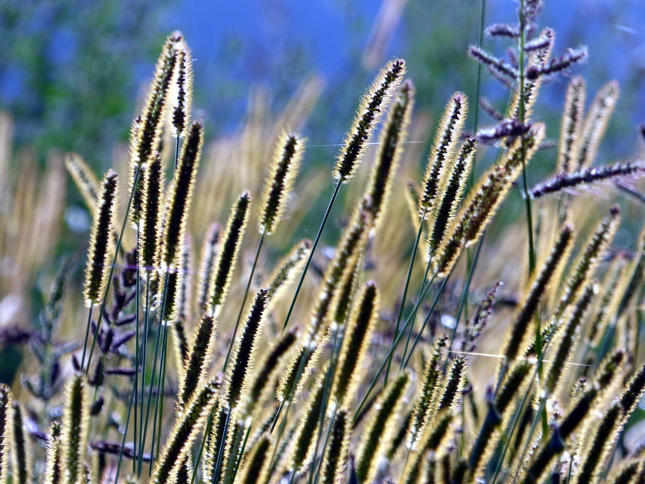 Image - grass against the light sun nature