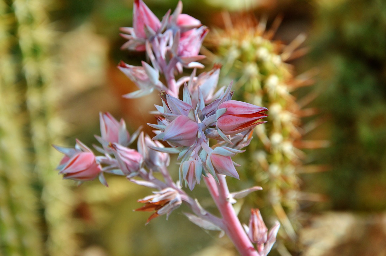 Image - cactus spur blossom bloom bloom