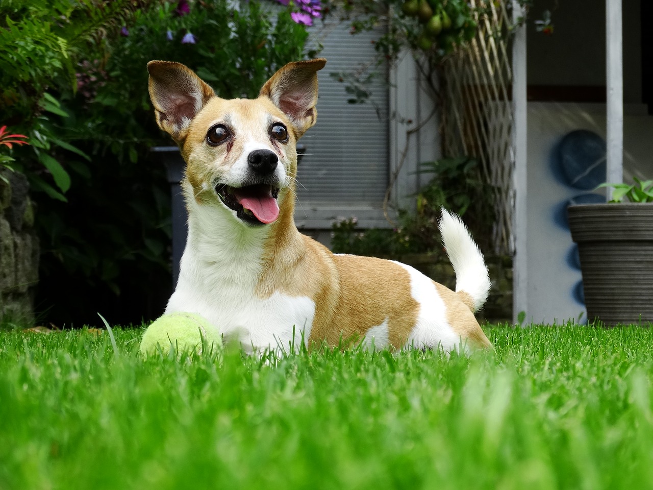 Image - doggy garden play dog animals