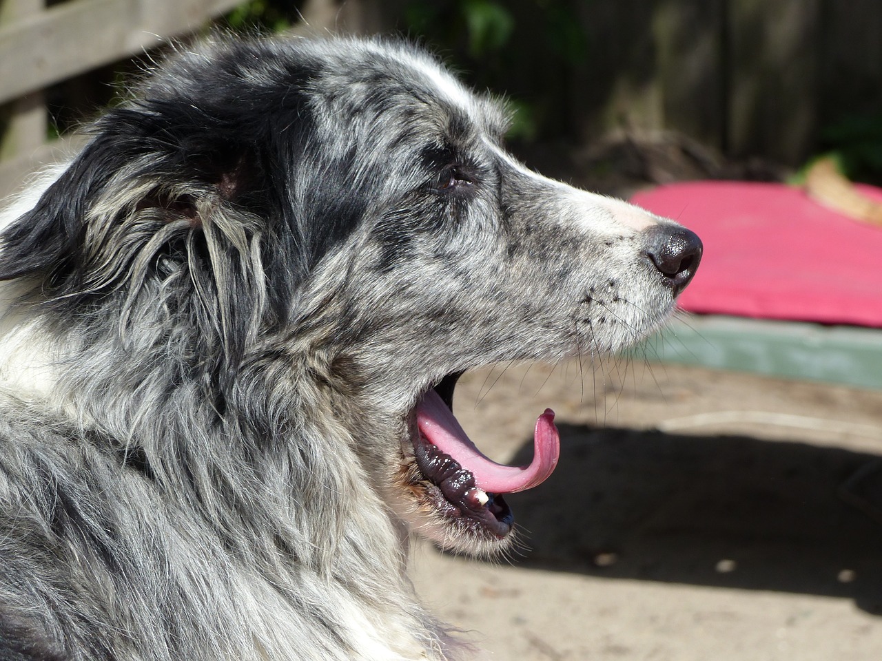 Image - dog dogs tongue yawn side head