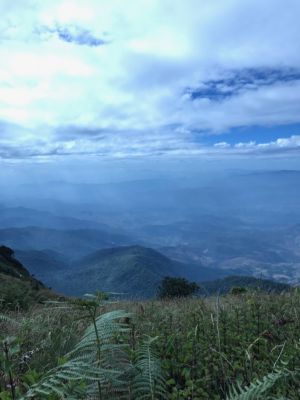 Image - sky nature tulip outdoor tree