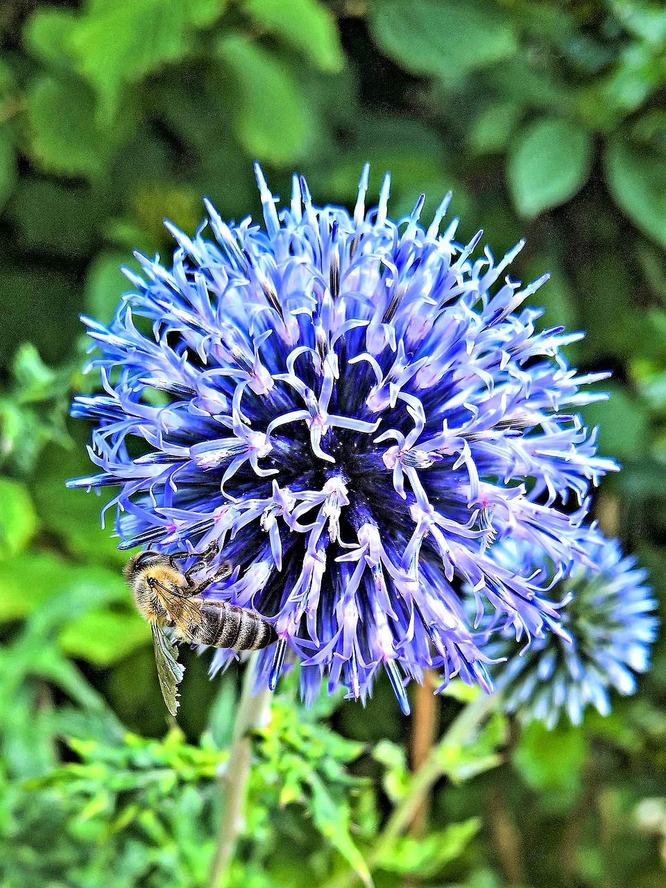 Image - plant silver thistle blossom bloom