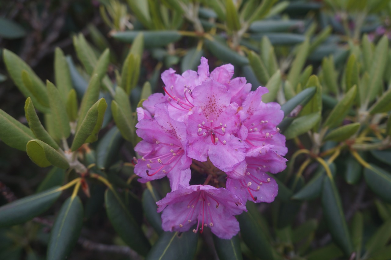 Image - roan mountain flowers nature