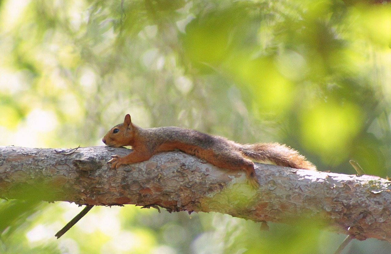 Image - squirrel tree sleep reach tips