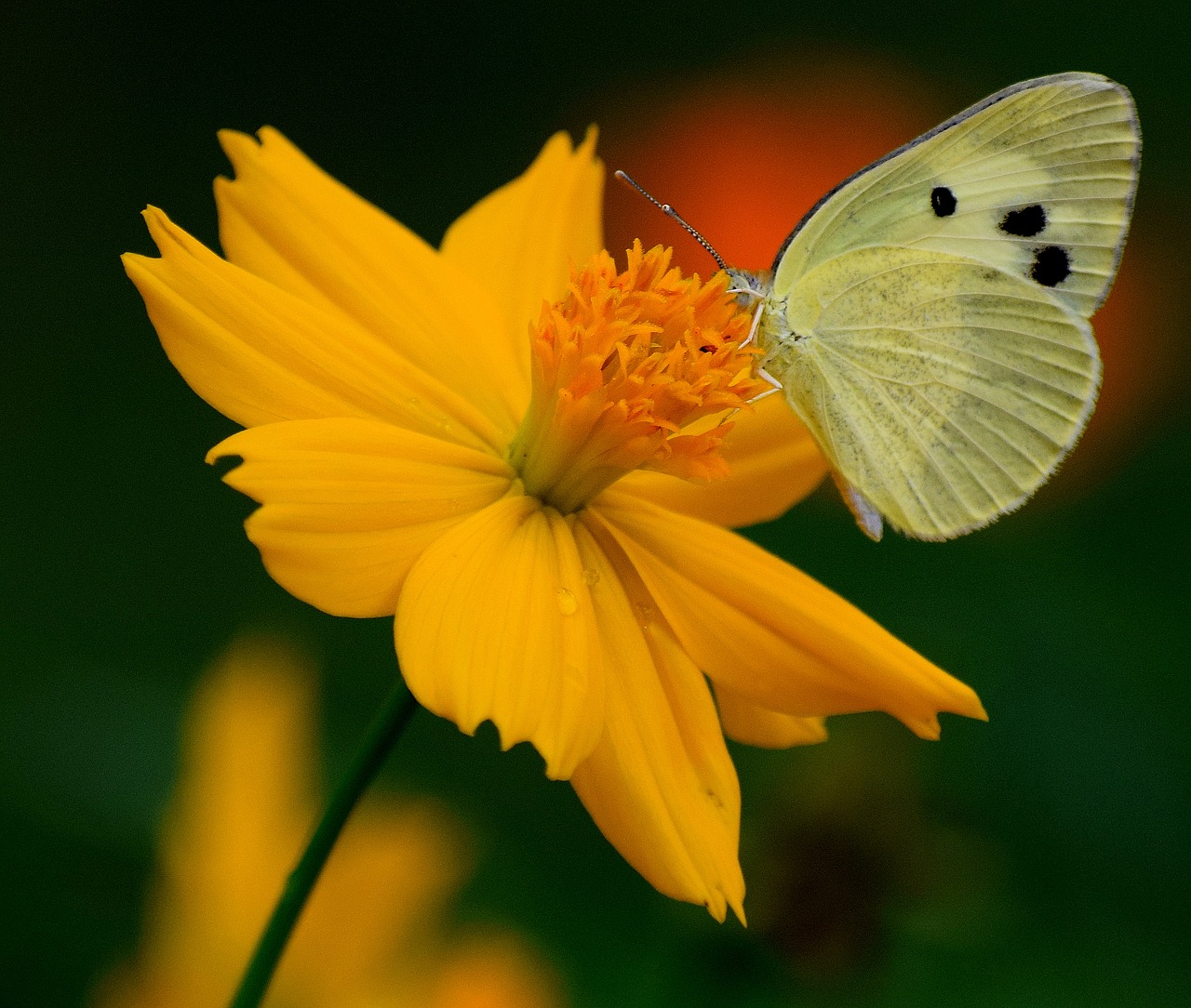 Image - nature flower butterfly plant