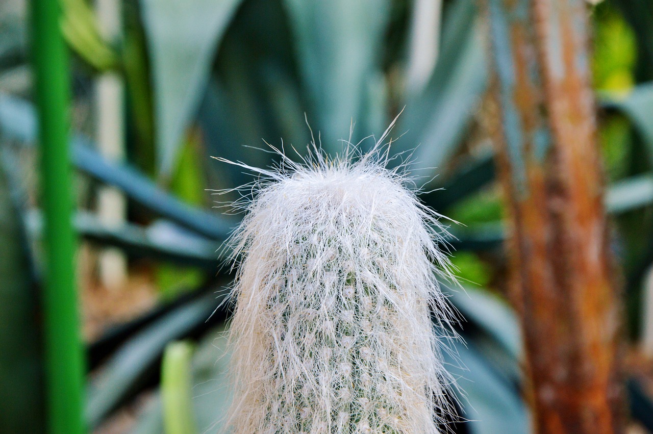 Image - cactus spur green prickly plant