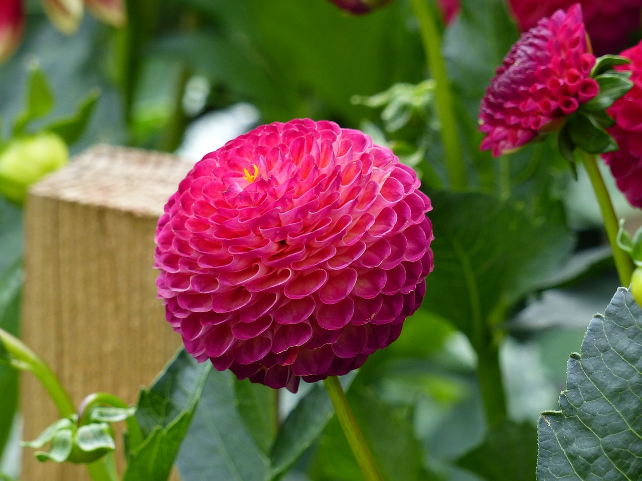 Image - pompom dahlia flowers tubers