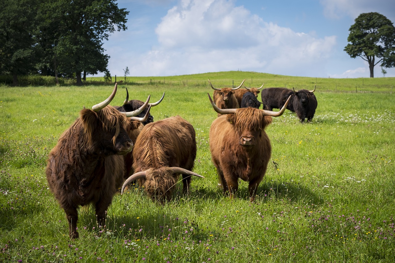 Image - beef cow animal pasture