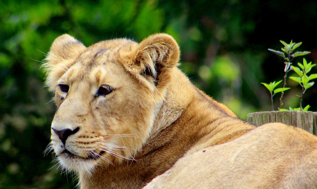 Image - lion zoo cat feline animal