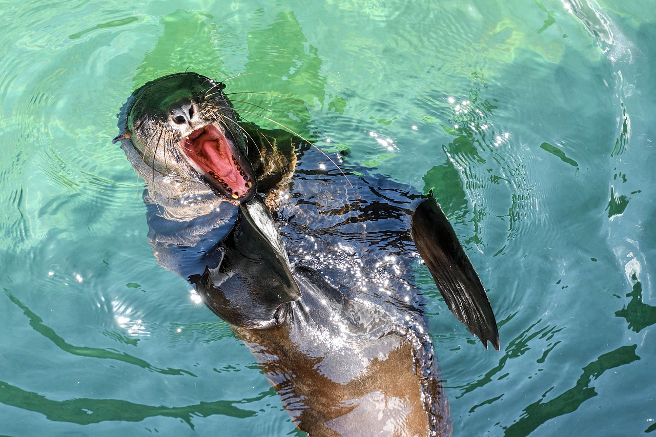 Image - sea lion yawn water mouth animal