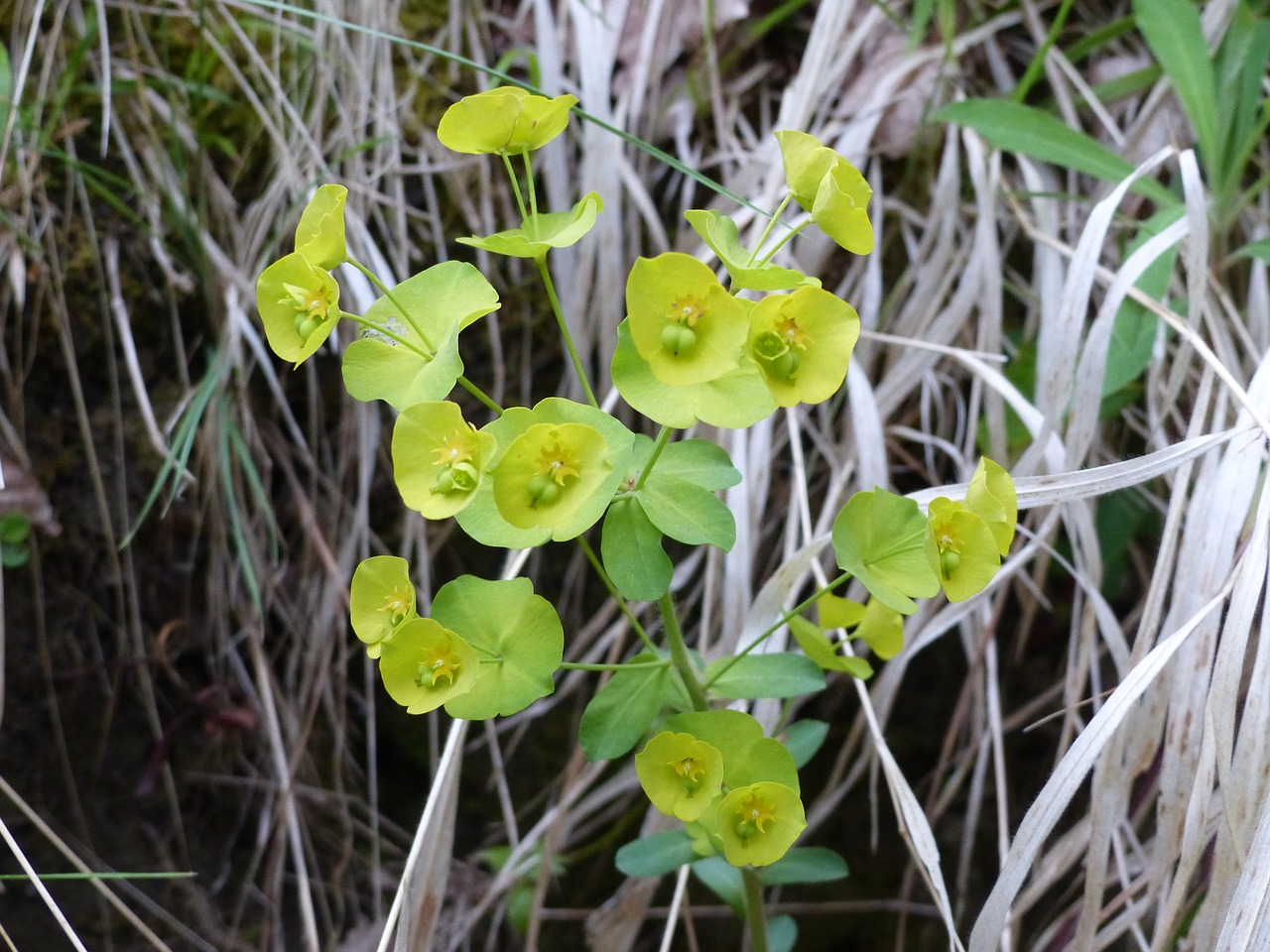 Image - hellebore flower yellow
