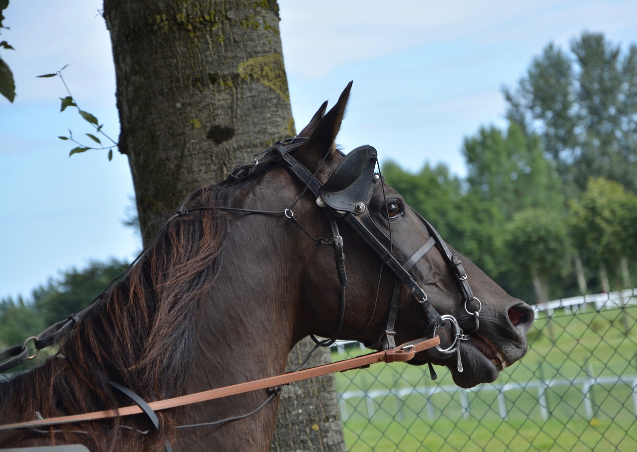 Image - horse horse racing race