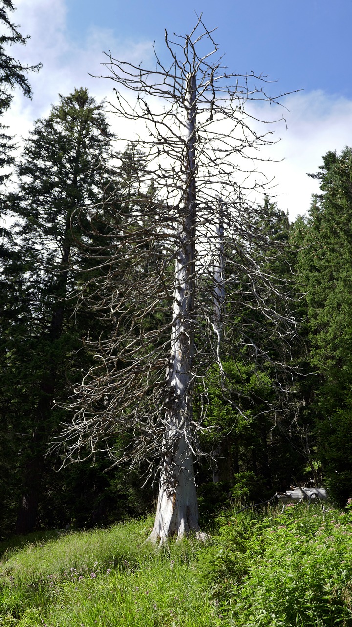 Image - dead tree dead plant aesthetic