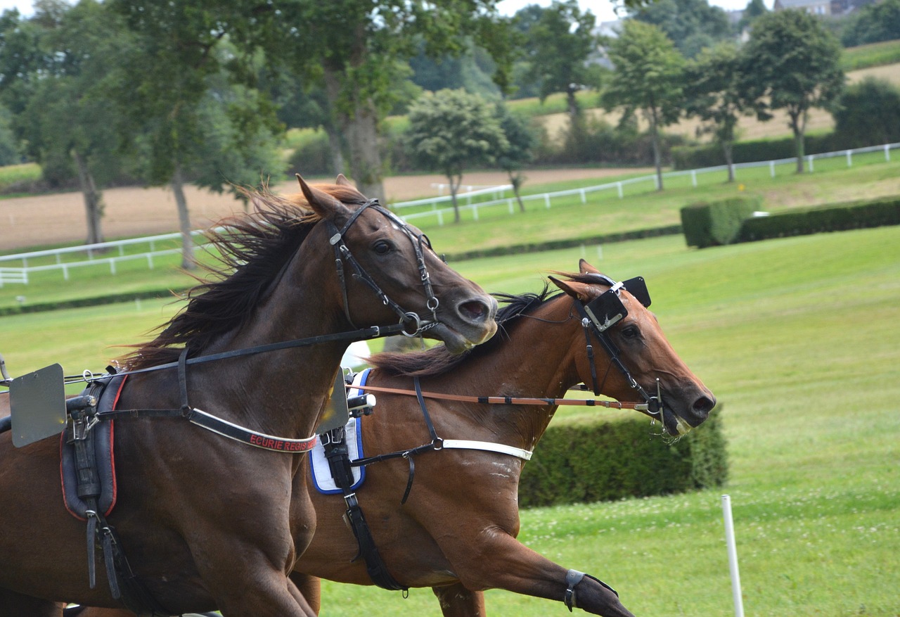 Image - horse race horses dressage mane