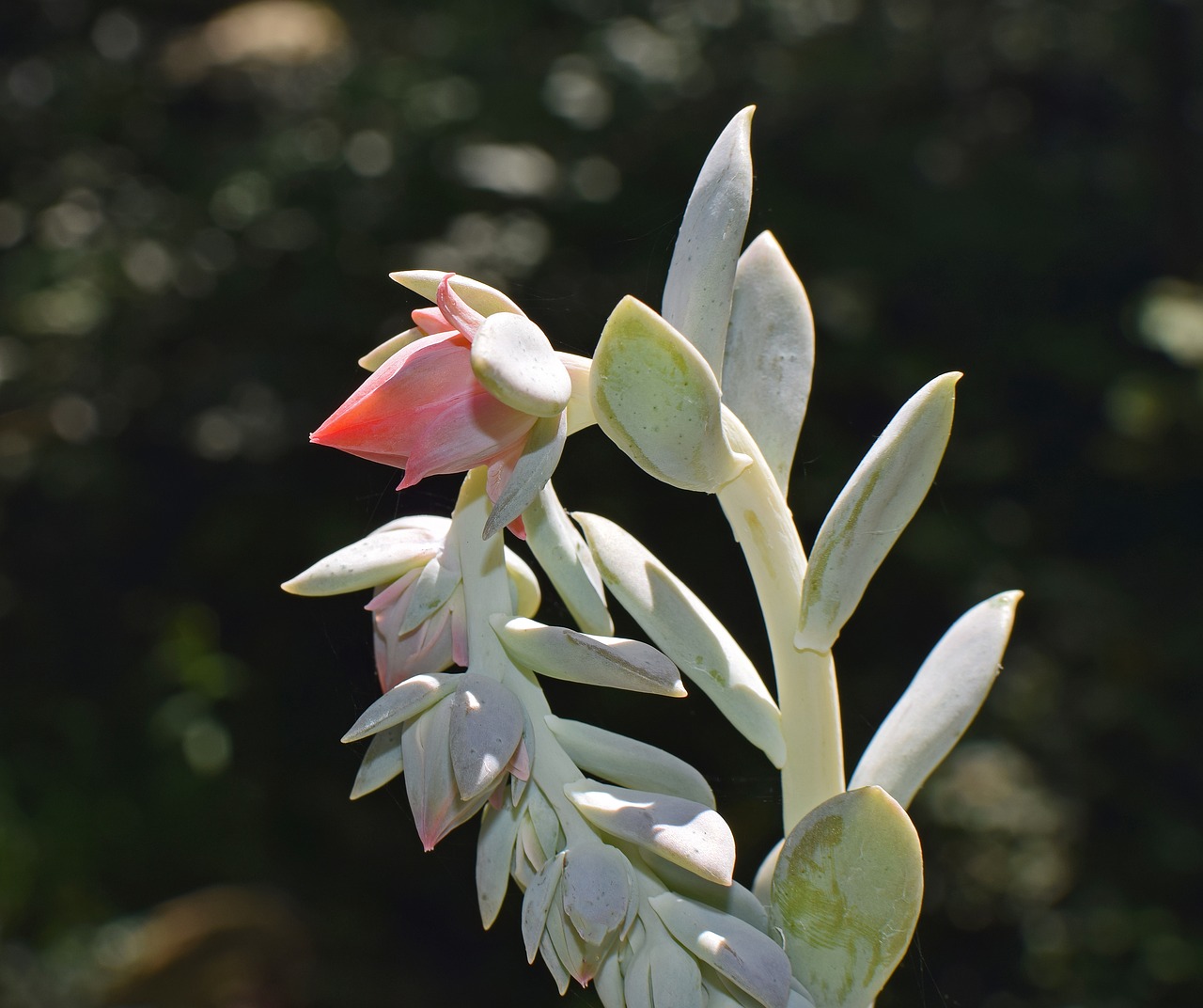 Image - echeveria flower spike succulent bud